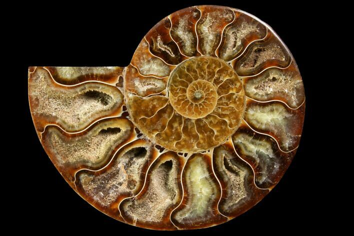 Agatized Ammonite Fossil (Half) - Crystal Chambers #116796